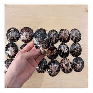 Concha de limpias natural para artesanías hechas a mano de primera calidad, joyería y decoración costera, venta al por mayor de conchas de limpias naturales - Product Image 2