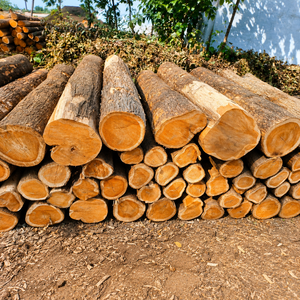 A Grade Teak Wood Logs Premium Tropical Hardwood for Marine and Interior Applications - Product Image 1
