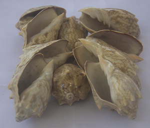 Bijoux en coquillages de SEASHELL, coquille naturelle polie Cymbiola Aulica, petite taille, avec motif de coquillage, style animal, œuvre d'art - Product Image 3