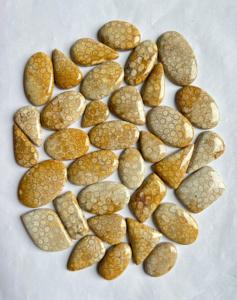 Hecho a mano Natural fósil Coral cabujón marrón piedra preciosa para la fabricación de joyas y regalos mejor precio para venta al por mayor - Product Image 2