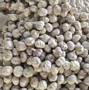 กระเทียมเวียดนามสด Ajo Fresco Ail Frais กระเทียมขาวพรีเมียมแบบหัวเต็ม สำหรับผู้ซื้อระดับโลก - Product Image 2