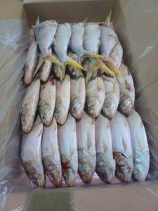 Pescado Hilsa Congelado IQF Entero y Redondo de Sudáfrica - Product Image 2