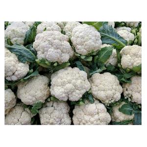 Stock al por Mayor Disponible de Coliflor Fresca a Precios de Mayoreo - Product Image 5