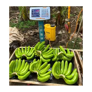 批发新鲜卡文迪许香蕉100% 有机绿色高品质直接从越南农场出口
