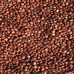 Mijo Rojo Orgánico en Grano Entero - Calidad de Exportación Sin Gluten 100% Semillas Puras - Grado Agrícola en Venta - Product Image 1