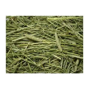 Rhode Grass Hay / Alfalfa Hay/Timothy Hay For Animal Feed