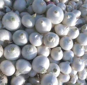 Best Selling and High Quality Wonderful Delicious <b>Fresh</b> <b>Vegetable</b> Red Onion - Product Image 4