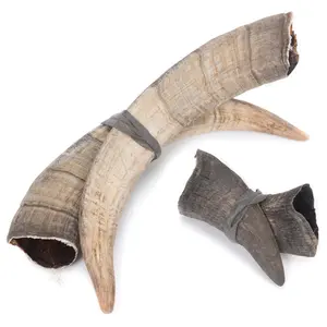 Goat Horn for unpolished Home Decoration Handicraft Sheep Latest Horn Shofar for natural horn color and sale