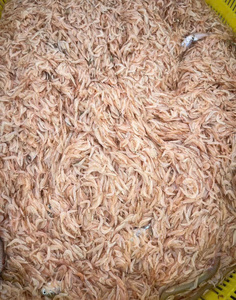 Anchois séchés naturels 100% premium du Vietnam, emballage sous vide, durée de conservation de plus de 12 mois, à conserver au frais et à l'endroit sec, prêt à l'emploi, MOQ 5 tonnes, OEM - Product Image 3