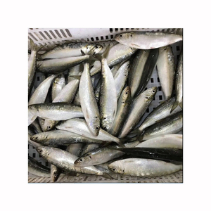 Sardines fraîches en gros, fruits de mer réfrigérés pour les hôtels et la restauration - Product Image 4