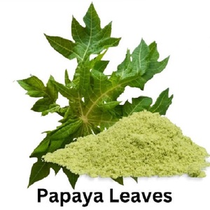 Poudre de feuilles de papaye de haute qualité | Extrait naturel de plantes | Exportation en vrac d'Inde - Product Image 3