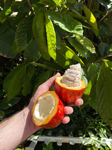 Cacao Maduro Fresco de Primera Calidad, Cortado por la Mitad con Pulpa Blanca y Granos Rosados, Fruta de Cacao Cruda Natural - Product Image 3
