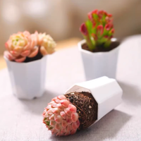 Pots de fleurs carrés en plastique PP clair Mini conception de table moderne pour plantes succulentes de jardin Plantes miniatures Style classique pour sol