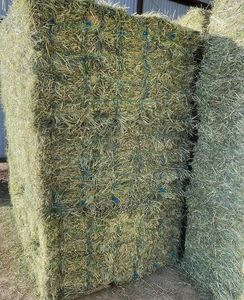 High Protein Timothy Hay Dried Alfalfa <b>Grass</b> for Horse Cattle Pig <b>Feed</b> Additive Bulk Animal Nutrition - Product Image 2
