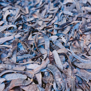 Gleditsia vietnamienne Gousses de soapberry et produits agricoles séchés au miel de criquet - Product Image 6