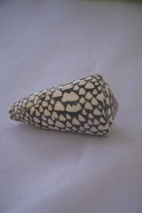 Conus Marmoreus SEASHELL BIJOUX Conidae Conus Shell Motif Noir & Blanc Poli Taille 8-10cm - Product Image 4