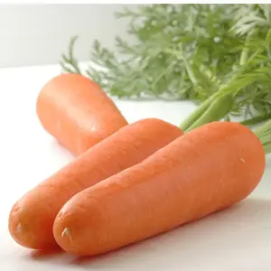 Carottes fraîches de qualité supérieure/Carottes biologiques de la nouvelle saison 2023