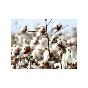 Coton brut disponible pour les acheteurs mondiaux en balles compressées coton brut naturel fourni pour usage industriel et traitement - Product Image 1