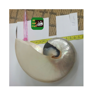 WHOLESALE NATURAL SEASHELL <b>NAPKIN</b> <b>RING</b> FROM VIETNAM HANDMADE TABLE DECORATION WEDDING SUPPLY PARTY DINNER ACCESSORIES - Product Image 2