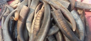 Bonne qualité personnalisé à vendre en vrac corne de buffle et pointe de corne/OX qualité naturelle OX et pointe de corne de buffle à vendre au prix - Product Image 5