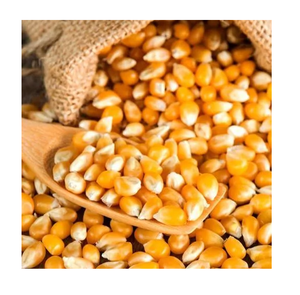 Maíz Amarillo No Transgénico de Grado Internacional con Composición de Grano Estable para Aves de Corral y Ganado y Almacenamiento Seguro a Largo Plazo - Product Image 2