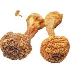 Agaricus Blazei Murill เห็ด Akina,อินทรีย์บริสุทธิ์จากธรรมชาติ - Product Image 4