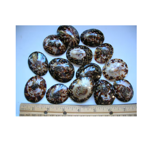 เปลือกหอยที่สวยงามสำหรับทำเครื่องประดับจำนวนมากจากเวียดนามคุณภาพระดับพรีเมียมสำหรับตลาดโลกราคาดีที่สุด - Product Image 5