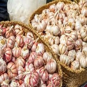 Garlics สดที่มีคุณภาพดีเยี่ยมในราคาที่ดีที่สุด - Product Image 3