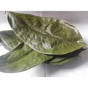 Feuilles de corossol/feuilles de corossol séchées biologiques - Product Image 4