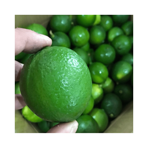 Vietnam citron vert frais sans pépins/citron frais/citron sans pépins nouvelle culture 2024 origine Vietnam de haute qualité et bon prix à partir de 99GD - Product Image 4