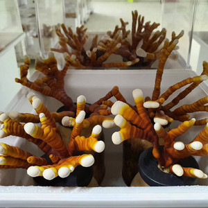 เห็ดหลินจือเขาสัตว์ป่า ตัดแห้ง เวียดนาม พรีเมียม - ขายดีที่สุด - Product Image 6