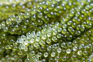 ETIQUETA LIMPIA UVA DE MAR SUPERALIMENTO DE LA NATURALEZA PARA EL IMPULSO INMUNE Y APOYO A LA DIETA BASADA EN PLANTAS - Product Image 6