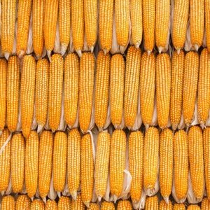 ข้าวโพดแห้งคุณภาพดีที่สุด ปลอดจีเอ็มโอ สีเหลือง ขายส่งในราคาถูก - Product Image 3