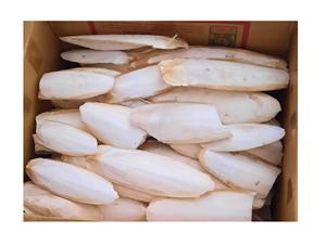 Vente en gros de petits os de seiche pour animaux, os de seiche séchés blancs naturels de Manfactory 99 Gold Data Vietnam - Product Image 4
