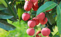 Ingeblikte lychees uit Vietnam - Beste prijs, hoogwaardige voeding, lichte siroop, 100% lychee, ISO-gecertificeerd, mevrouw Lucinda