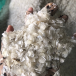 VENDRE DANS LES ÉCAILLES DE POISSON EN VRAC ET ÉCAILLES DE TILAPIA PRODUITS DU VIETNAM - Product Image 3