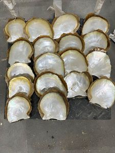 ลิปดำธรรมชาติทำเองจากเปลือกหอยมุกทะเลออกแบบเครื่องประดับจากนักออกแบบและร้านจำหน่ายเปลือกหอย - Product Image 2