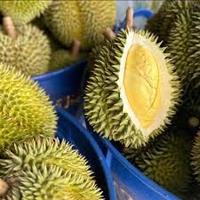 Khey Taladthai Verse Grade Whole Monthong Durian - Geniet van elke hap Koningsvruchten Handgeplukt Verpakt in doos 0,5 kg 2-3 weken houdbaarheid
