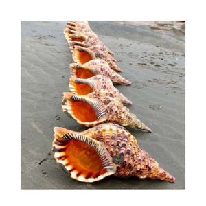 Coquillages de trompette authentiques du Vietnam, triés sur le volet, idéaux pour les décorations faites à la main, les boutiques de souvenirs, écologiques, disponibles en vrac - Product Image 4