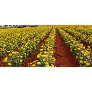 ส่วนประกอบดอกไม้ SW 502 MARIGOLD - Product Image 4