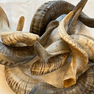 Shofar en corne naturelle pour la musique et les usages religieux, shofar casher, animal brut à vendre - Product Image 2