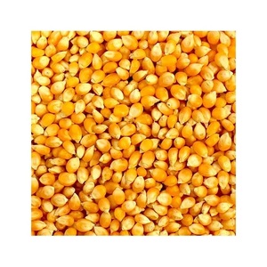 Maíz Amarillo Blanco Seco para Alimentación Animal, Maíz Maduro No Glutinoso a Granel - Product Image 3