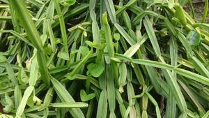 Poudre de Cissus d'extrait de Cissus Quadrangularis 100% naturel à bas prix - Product Image 3