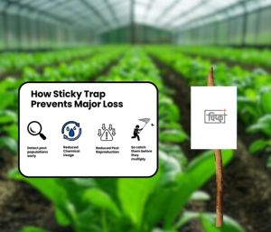 Chipku A4 piège collant blanc pour insectes paquet de 50 feuilles | pour le jardin et l'agriculture pour contrôler les aleurodes, les pucerons, les thrips, les jasdés - Product Image 5