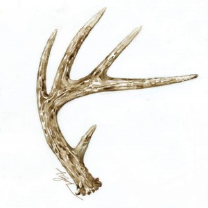 Naturally Shed Whole Cattle <b>Antlers</b> <b>for</b> <b>Sale</b> / <b>Deer</b> Velvet / Water-Soluble Bulk Packaging - Product Image 4