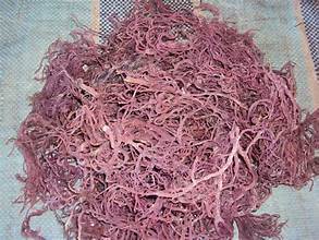 ALGAS MARINAS DE ALGODÓN A BASE DE PLANTAS PARA ALIMENTACIÓN LIMPIA BIENESTAR Y EXTRACCIÓN DE CARRAGEENAN - Product Image 4