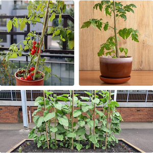 Vente en gros Bâton de bambou naturel pour plantes/Bâton de bambou en bois pour jardin/Bâtons de bambou Grand prix bon marché de haute qualité - Product Image 6