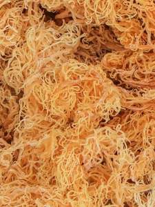 Qualité de l'exportation des algues Cottonii (séchées EUCHEUMA COTTONI) algues de 99 Gold Data Vietnam - Product Image 6