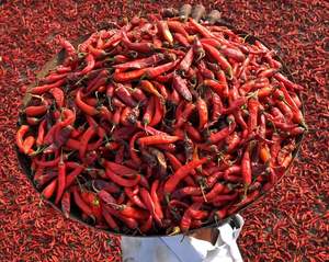 Chili rojo seco de 100% Chili producto de calidad premium al por mayor Venta directa de fábrica Vietnam - Product Image 6