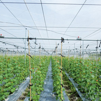 Serre en film monocouche à haute efficacité pour la culture des concombres en agriculture européenne